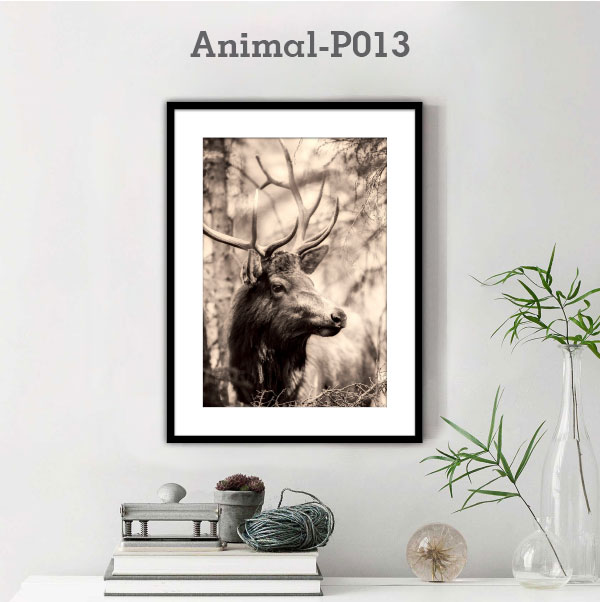 Animal-P013