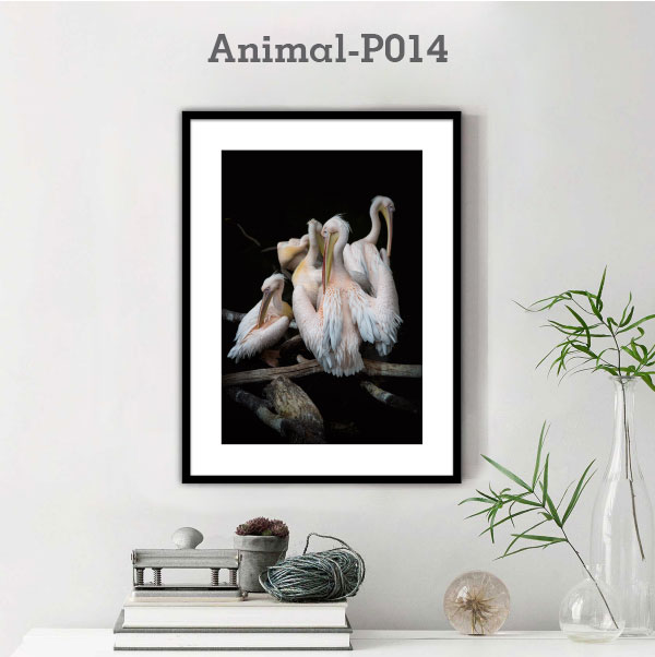 Animal-P014